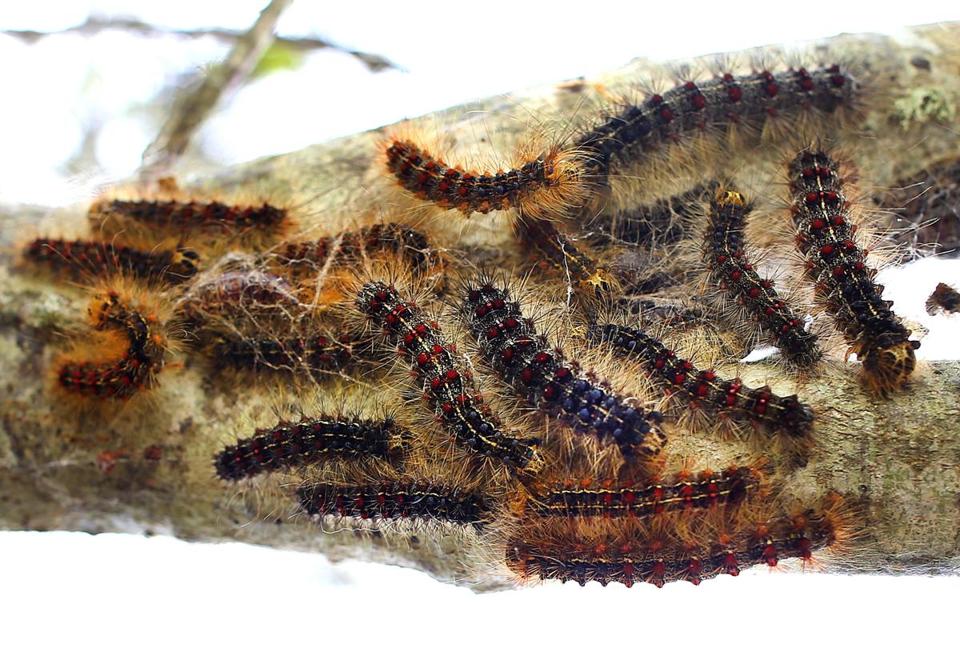 What You'll Need to Combat Gypsy Moths This Season