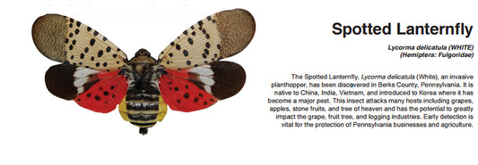 Are You Ready for Lanternfly Season