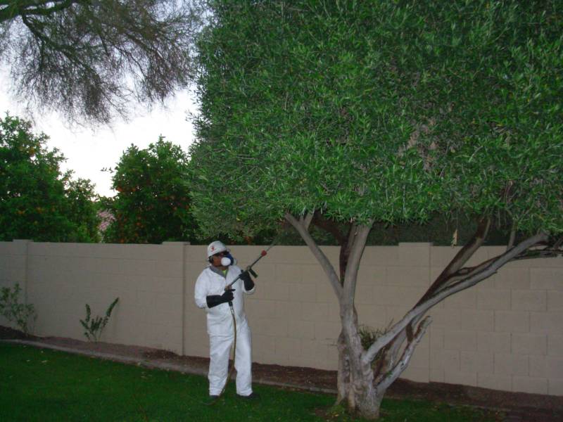 3 Tips for Summer Tree Spraying